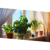 משלוחי עציצים